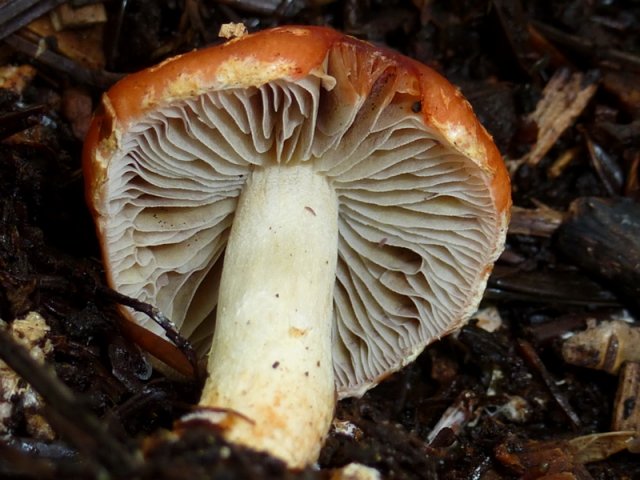 Leratiomyces ceres, Orangeroter Träuschling